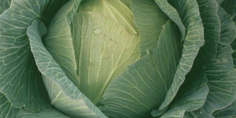 Harkovski zimski kupus: opis sorte, fotografije, recenzije